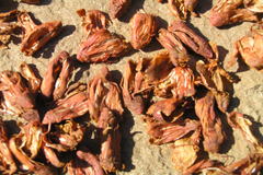 Myristica dactyloides